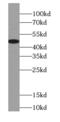 Carboxypeptidase A3 antibody, FNab01262, FineTest, Western Blot image 