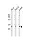 Lymphocyte Antigen 6 Family Member G6F antibody, PA5-48799, Invitrogen Antibodies, Western Blot image 