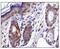 Caudal Type Homeobox 1 antibody, PA5-23056, Invitrogen Antibodies, Immunohistochemistry paraffin image 