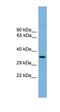 Transcription Factor AP-4 antibody, orb324699, Biorbyt, Western Blot image 