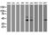 Proline Rich 11 antibody, M10121, Boster Biological Technology, Western Blot image 