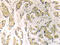 GATA Binding Protein 1 antibody, AP21034PU-N, Origene, Immunohistochemistry paraffin image 