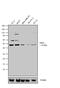 Steroid hormone receptor ERR1 antibody, PA1-314, Invitrogen Antibodies, Western Blot image 