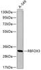 Neuronal Nuclei antibody, 18-920, ProSci, Western Blot image 
