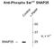Synaptosome Associated Protein 25 antibody, AP26444PU-N, Origene, Western Blot image 