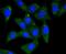 Synuclein Alpha antibody, NBP2-67537, Novus Biologicals, Immunocytochemistry image 