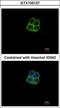 RNA Polymerase Mitochondrial antibody, GTX105137, GeneTex, Immunocytochemistry image 