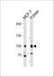 TLE Family Member 1, Transcriptional Corepressor antibody, A02460-1, Boster Biological Technology, Western Blot image 