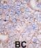 ERK8 antibody, abx033471, Abbexa, Immunohistochemistry paraffin image 