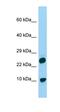 H2A Histone Family Member V antibody, orb326670, Biorbyt, Western Blot image 