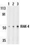 Interleukin 1 Receptor Associated Kinase 4 antibody, ADI-KAP-ST206-E, Enzo Life Sciences, Western Blot image 