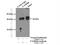 LRAT Domain Containing 2 antibody, 18421-1-AP, Proteintech Group, Immunoprecipitation image 