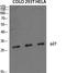 Cyclin Dependent Kinase Inhibitor 1B antibody, STJ94864, St John