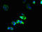 Gap Junction Protein Beta 6 antibody, LS-C375785, Lifespan Biosciences, Immunofluorescence image 