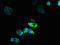 Gap junction beta-6 protein antibody, LS-C375785, Lifespan Biosciences, Immunofluorescence image 