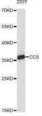 Copper Chaperone For Superoxide Dismutase antibody, A6803, ABclonal Technology, Western Blot image 