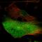 Fatty acid-binding protein, brain antibody, HPA028825, Atlas Antibodies, Immunofluorescence image 