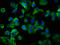 LDL Receptor Related Protein 2 antibody, LS-C670613, Lifespan Biosciences, Immunofluorescence image 