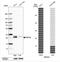 RNA Binding Protein, MRNA Processing Factor antibody, NBP2-33810, Novus Biologicals, Western Blot image 