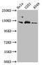 Fibulin 2 antibody, LS-C670167, Lifespan Biosciences, Western Blot image 