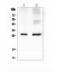 Aquaporin 5 antibody, A03085, Boster Biological Technology, Western Blot image 