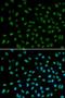 Damage Specific DNA Binding Protein 2 antibody, LS-C331725, Lifespan Biosciences, Immunofluorescence image 