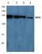 Nitric oxide synthase antibody, AP06181PU-N, Origene, Western Blot image 