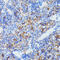 AIF1 antibody, 14-395, ProSci, Immunohistochemistry paraffin image 