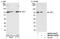 Tyrosyl-DNA Phosphodiesterase 1 antibody, NB100-81642, Novus Biologicals, Western Blot image 