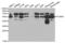 Scavenger Receptor Class B Member 1 antibody, abx001334, Abbexa, Western Blot image 