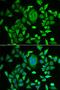 Retinol Binding Protein 3 antibody, orb373385, Biorbyt, Immunofluorescence image 