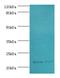 Sorcin antibody, MBS1496606, MyBioSource, Western Blot image 