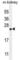 Calmodulin Like 4 antibody, abx025651, Abbexa, Western Blot image 