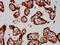 Folate Receptor Alpha antibody, LS-C680483, Lifespan Biosciences, Immunohistochemistry paraffin image 