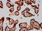 FOLR1 antibody, LS-C680483, Lifespan Biosciences, Immunohistochemistry paraffin image 