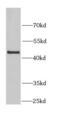 Kynureninase antibody, FNab04667, FineTest, Western Blot image 