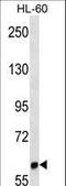 Leukocyte Immunoglobulin Like Receptor B1 antibody, LS-C165770, Lifespan Biosciences, Western Blot image 