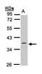 Calsequestrin 2 antibody, LS-C185748, Lifespan Biosciences, Western Blot image 