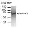BR Serine/Threonine Kinase 1 antibody, PA5-77782, Invitrogen Antibodies, Western Blot image 