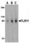 TLR11 antibody, orb108996, Biorbyt, Western Blot image 