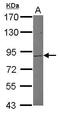 MutL Homolog 1 antibody, GTX112984, GeneTex, Western Blot image 