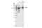 Receptor Tyrosine Kinase Like Orphan Receptor 2 antibody, 88639S, Cell Signaling Technology, Western Blot image 