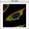 Calpain 11 antibody, GTX115584, GeneTex, Immunofluorescence image 