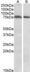 CAMP Responsive Element Binding Protein 1 antibody, orb213775, Biorbyt, Western Blot image 