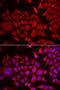 SYTC antibody, 22-615, ProSci, Immunofluorescence image 