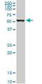 Tubulin Beta 1 Class VI antibody, H00081027-D01P, Novus Biologicals, Western Blot image 