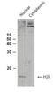 H2B Histone Family Member S antibody, NB100-56347, Novus Biologicals, Western Blot image 
