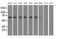 Insulin Like Growth Factor 2 MRNA Binding Protein 2 antibody, MA5-25130, Invitrogen Antibodies, Western Blot image 