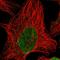 Acy1l2 antibody, HPA030327, Atlas Antibodies, Immunofluorescence image 