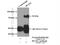 Doublecortin Like Kinase 1 antibody, 21699-1-AP, Proteintech Group, Immunoprecipitation image 